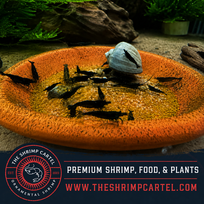 Black Rose Shrimp | Premium Grade | Homebred | USA