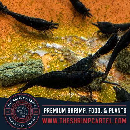 Black Rose Shrimp | Premium Grade | Homebred | USA