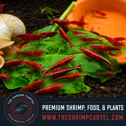 Dark Bloody Mary Shrimp | Premium Grade | Homebred | USA