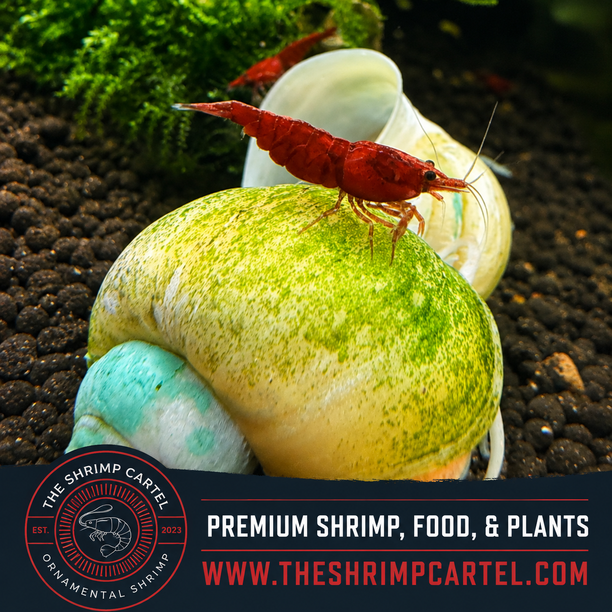 Dark Bloody Mary Shrimp | Premium Grade | Homebred | USA