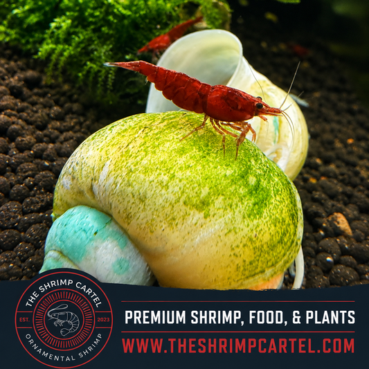 Dark Bloody Mary Shrimp | Premium Grade | Homebred | USA