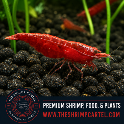 Dark Bloody Mary Shrimp | Premium Grade | Homebred | USA