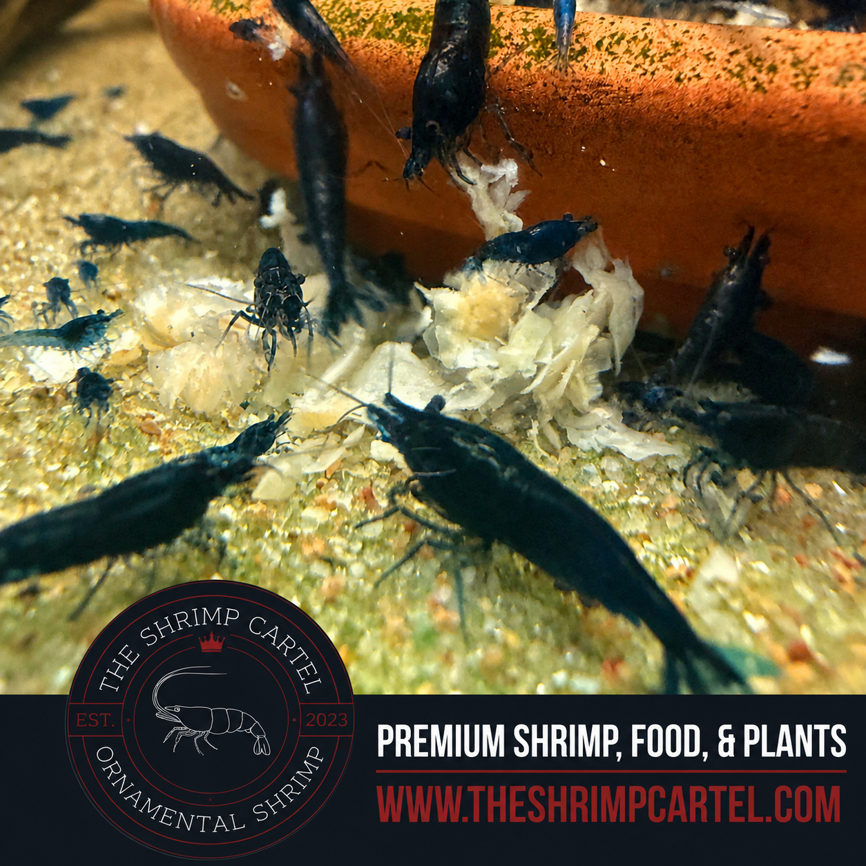 Blue Diamond Shrimp | Premium Grade | Homebred | USA