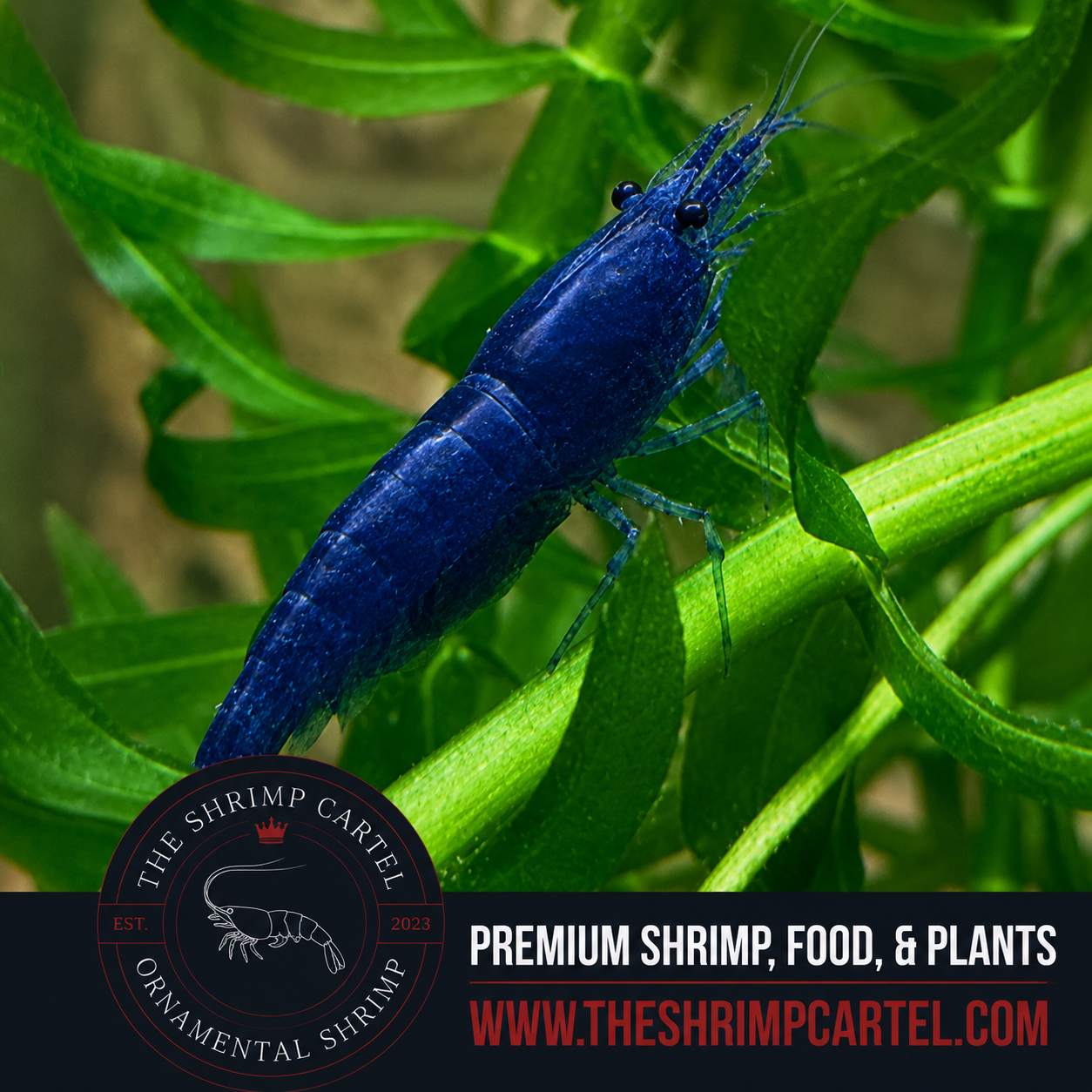 Blue Diamond Shrimp | Premium Grade | Homebred | USA