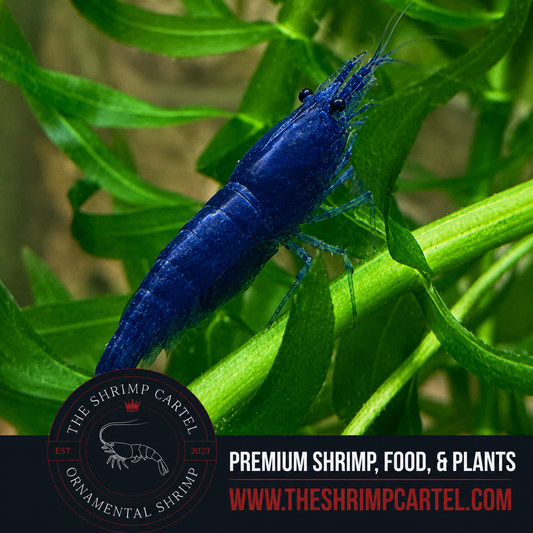 Blue Diamond Shrimp | Premium Grade | Homebred | USA
