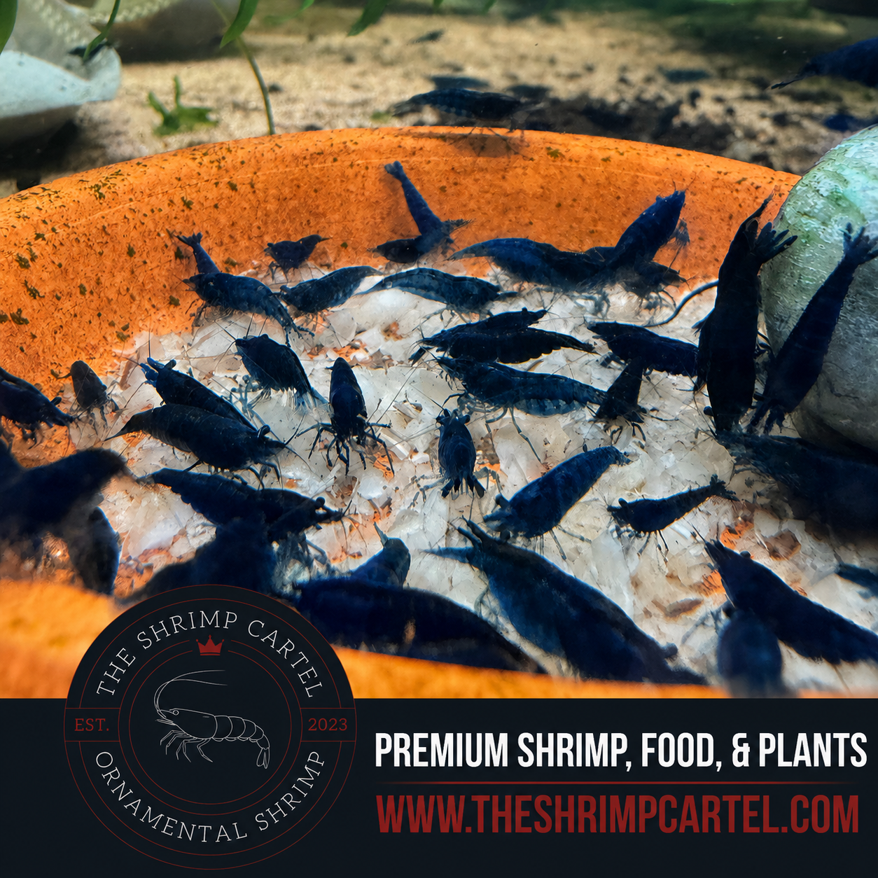 Blue Diamond Shrimp | Premium Grade | Homebred | USA