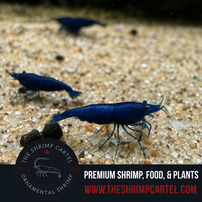 Blue Diamond Shrimp | Premium Grade | Homebred | USA