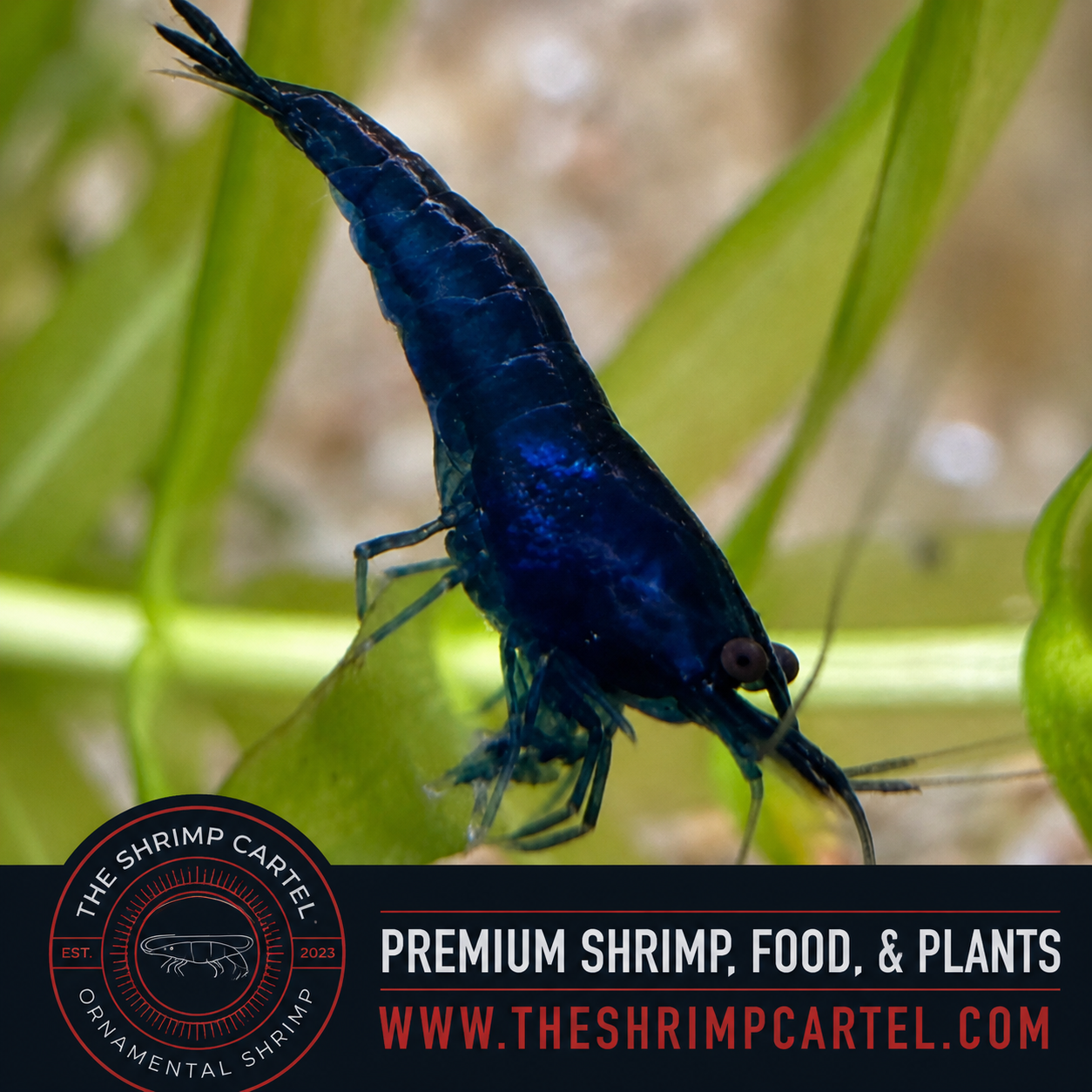 Blue Dream Shrimp | Premium Grade | Homebred | USA