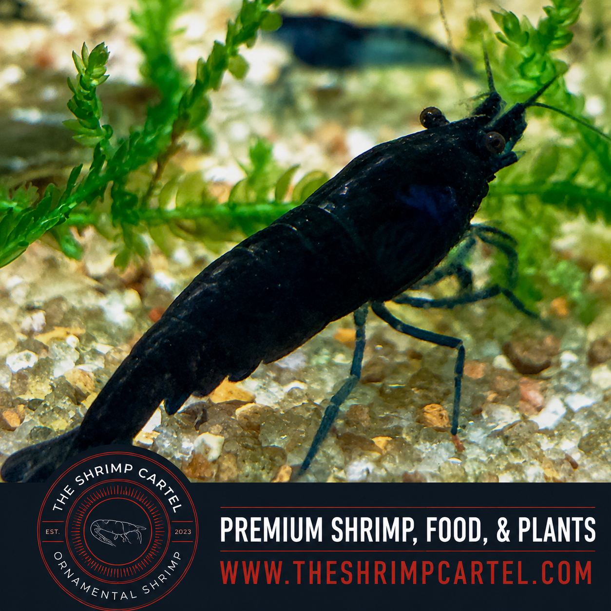 Blue Dream Shrimp | Premium Grade | Homebred | USA