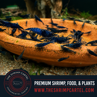 Blue Dream Shrimp | Premium Grade | Homebred | USA
