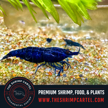Blue Dream Shrimp | Premium Grade | Homebred | USA