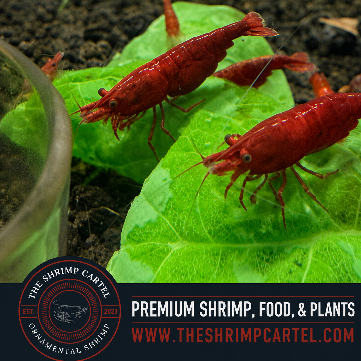 Skittles Pack Neocaridina Shrimp | Homebred | USA