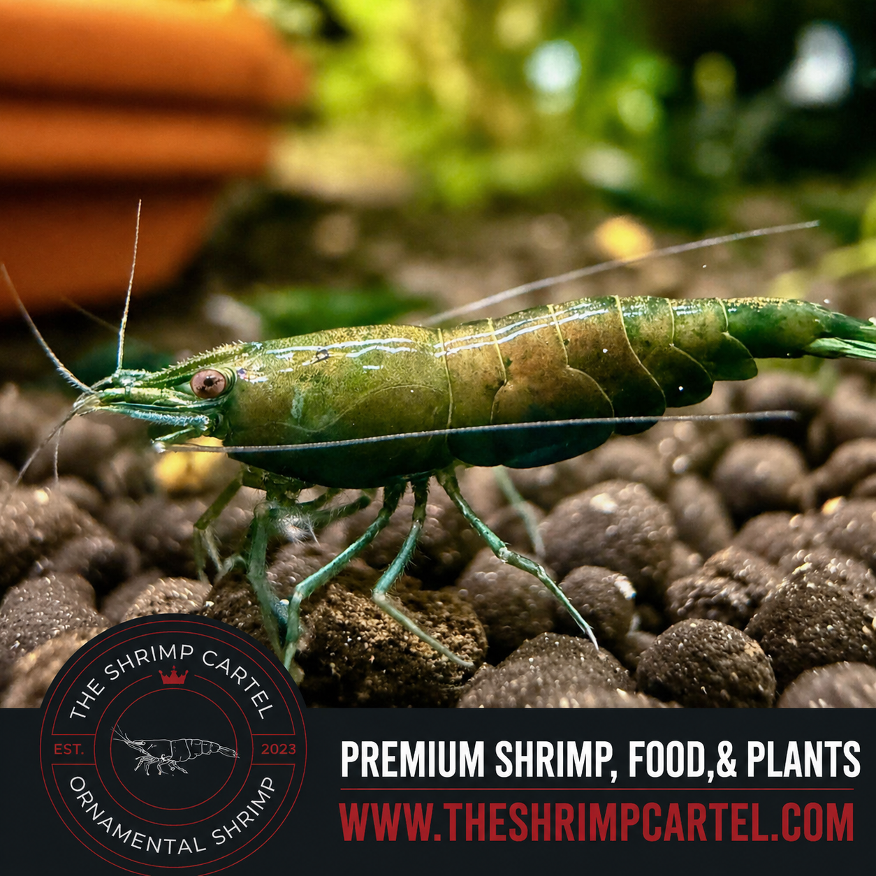 Green Jade Shrimp | Premium Grade | Homebred | USA