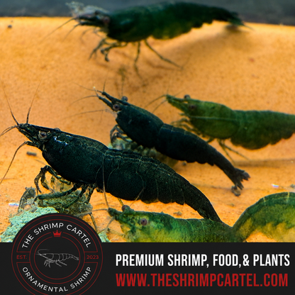 Green Jade Shrimp | Premium Grade | Homebred | USA