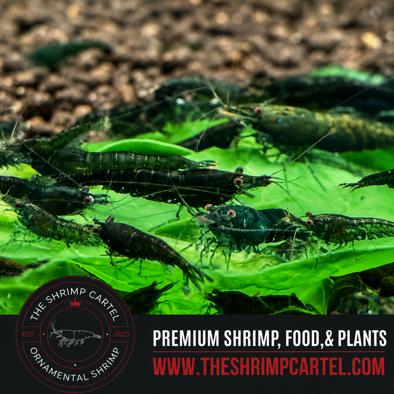 Green Jade Shrimp | Premium Grade | Homebred | USA