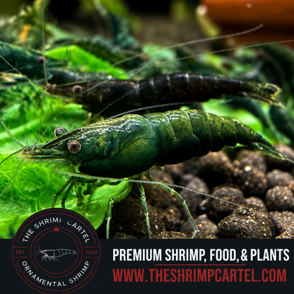 Green Jade Shrimp | Premium Grade | Homebred | USA