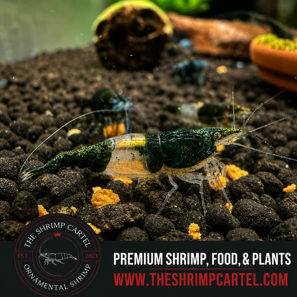 Green Rili Shrimp | Premium Grade | Homebred | USA
