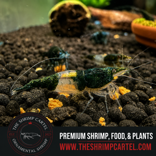 Green Rili Shrimp | Premium Grade | Homebred | USA