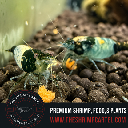 Green Rili Shrimp | Premium Grade | Homebred | USA