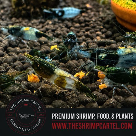 Green Rili Shrimp | Premium Grade | Homebred | USA