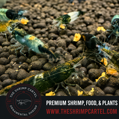 Green Rili Shrimp | Premium Grade | Homebred | USA