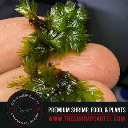 Rare Fissidens Miroshaki Moss – Live Plant for Aquascaping - Starting portion