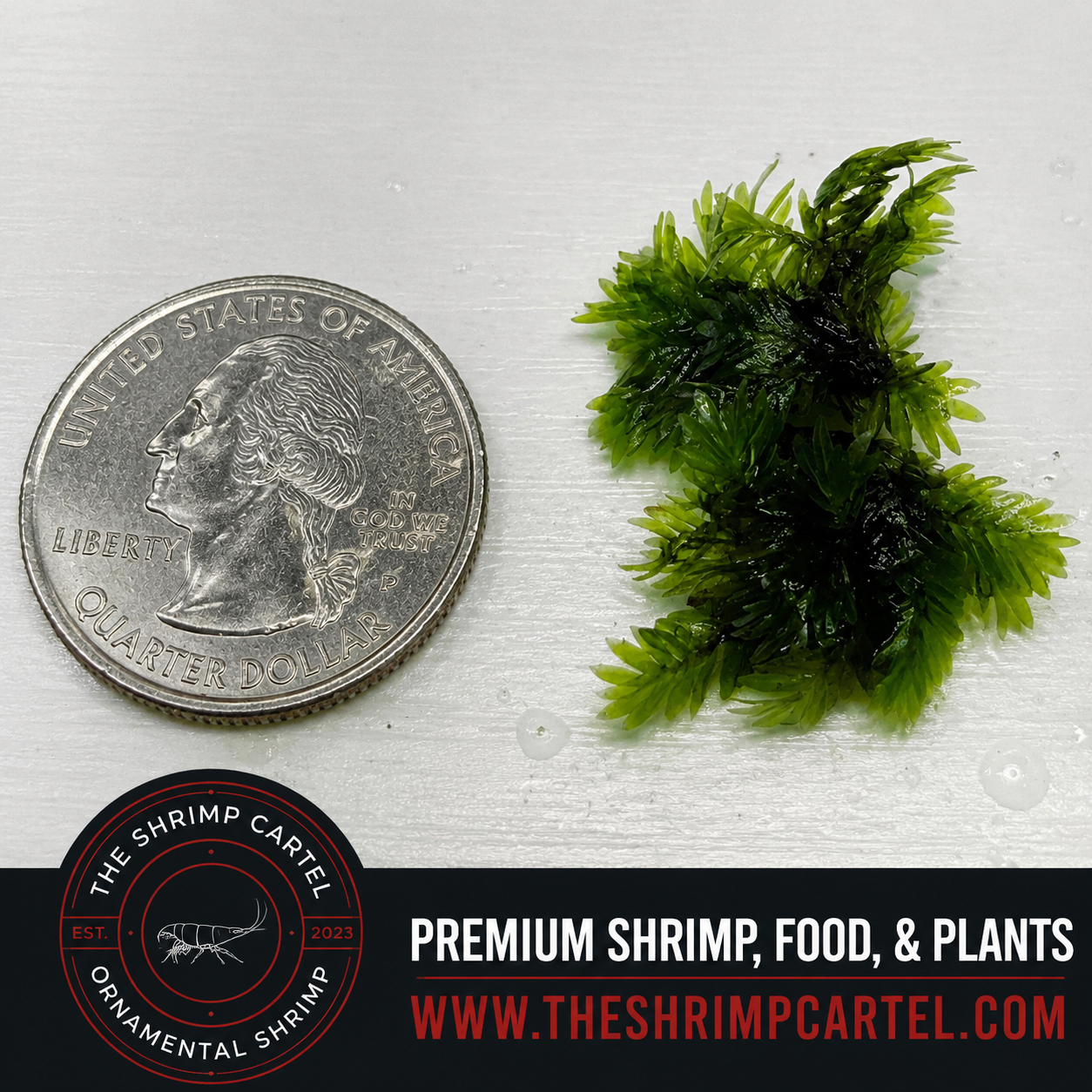 Rare Fissidens Miroshaki Moss – Live Plant for Aquascaping - Starting portion