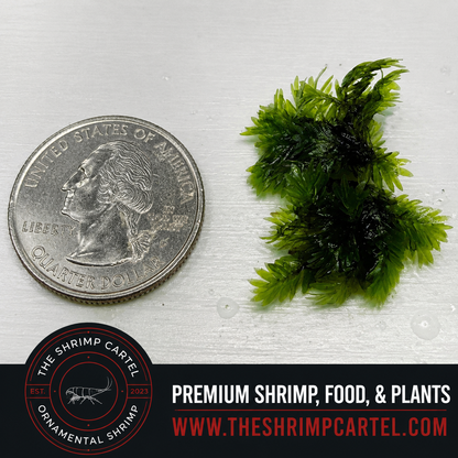 Rare Fissidens Miroshaki Moss – Live Plant for Aquascaping - Starting portion