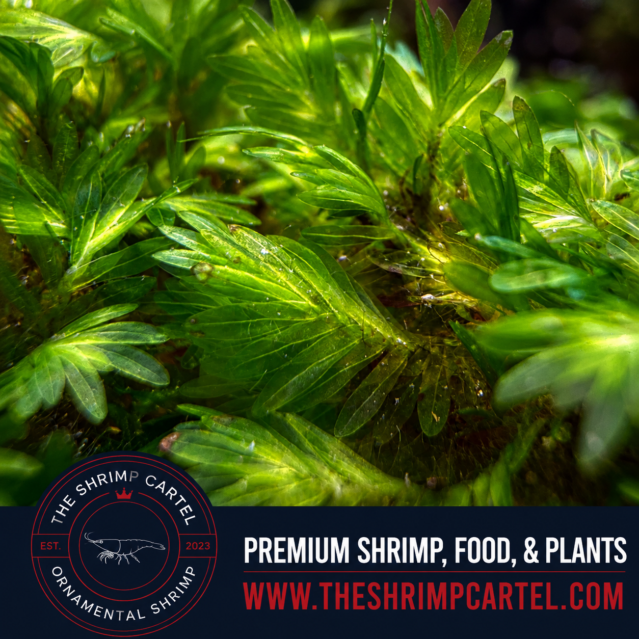 Rare Fissidens Miroshaki Moss – Live Plant for Aquascaping - Starting portion