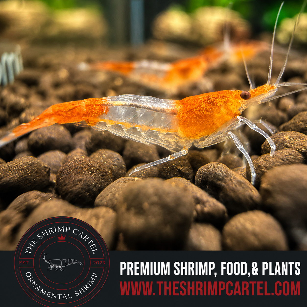 Orange Rili Shrimp | Premium Grade | Homebred | USA