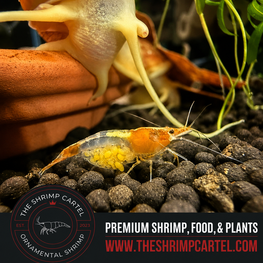 Orange Rili Shrimp | Premium Grade | Homebred | USA