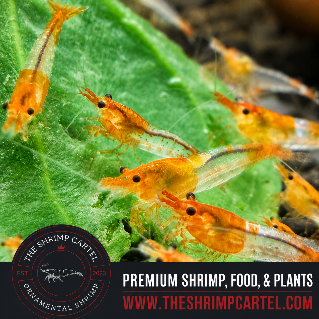 Orange Rili Shrimp | Premium Grade | Homebred | USA