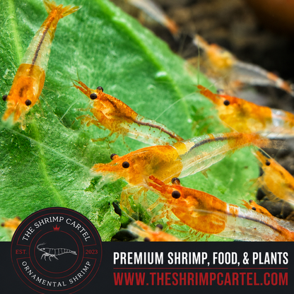 Skittles Pack Neocaridina Shrimp | Homebred | USA