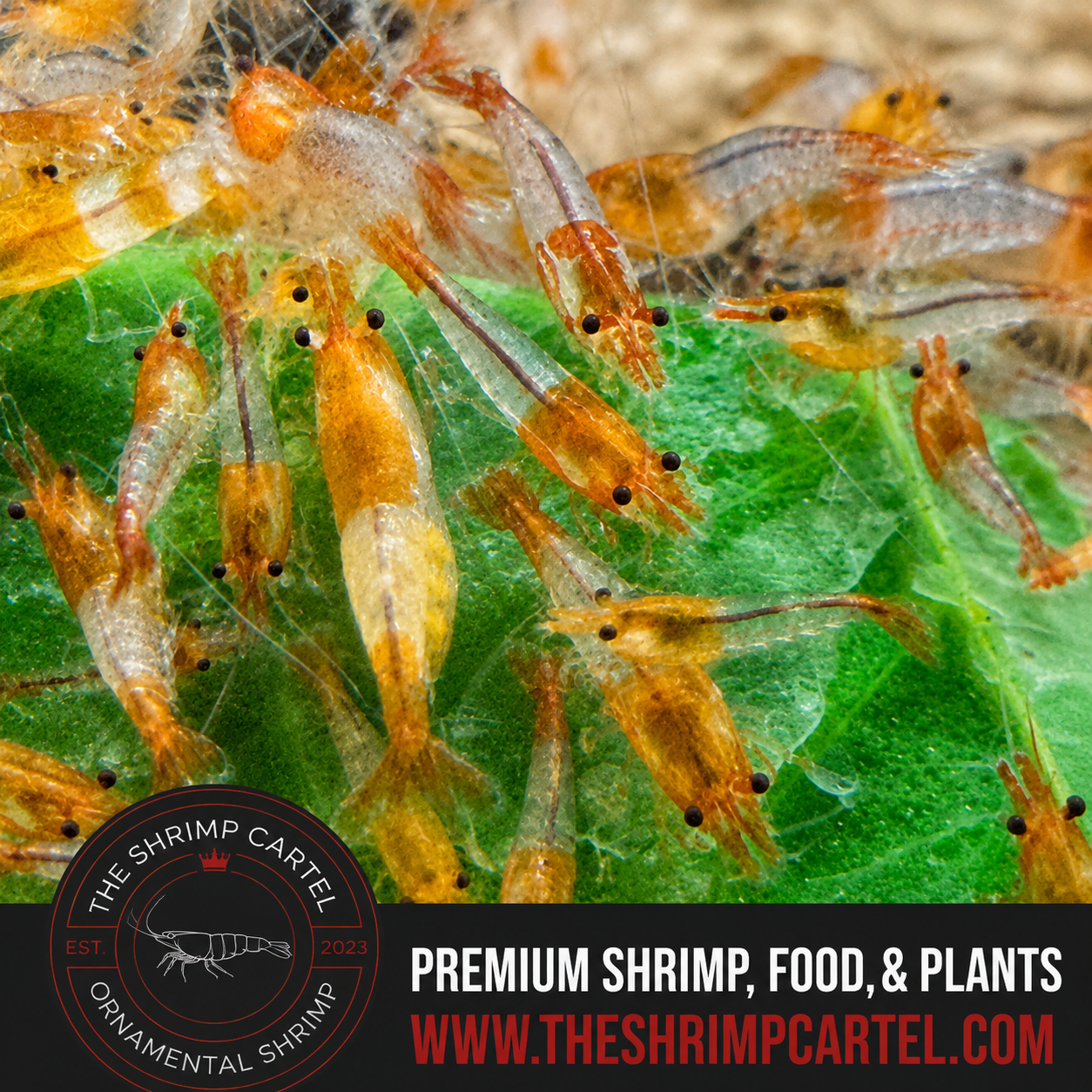 Orange Rili Shrimp | Premium Grade | Homebred | USA