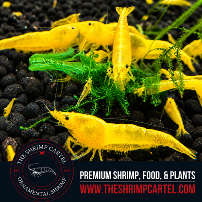 Skittles Pack Neocaridina Shrimp | Homebred | USA