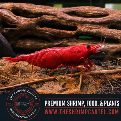 Fire Red Shrimp | Premium Grade | Homebred | USA