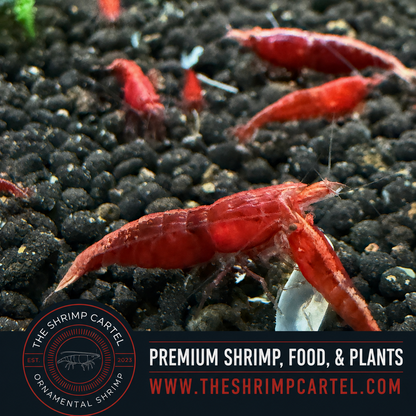 Fire Red Shrimp | Premium Grade | Homebred | USA