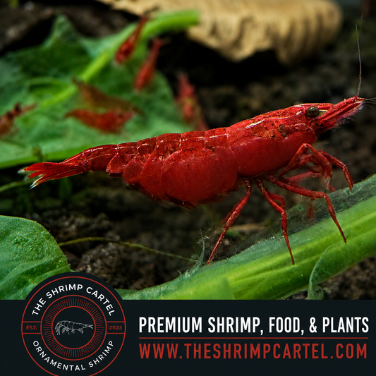 Fire Red Shrimp | Premium Grade | Homebred | USA