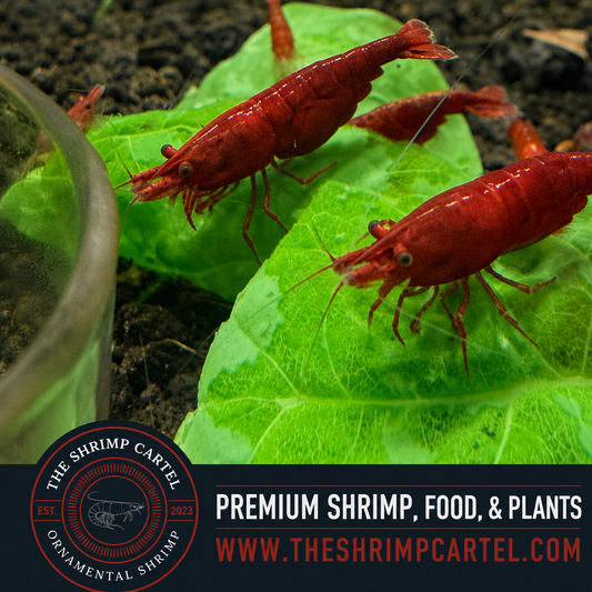 Fire Red Shrimp | Premium Grade | Homebred | USA