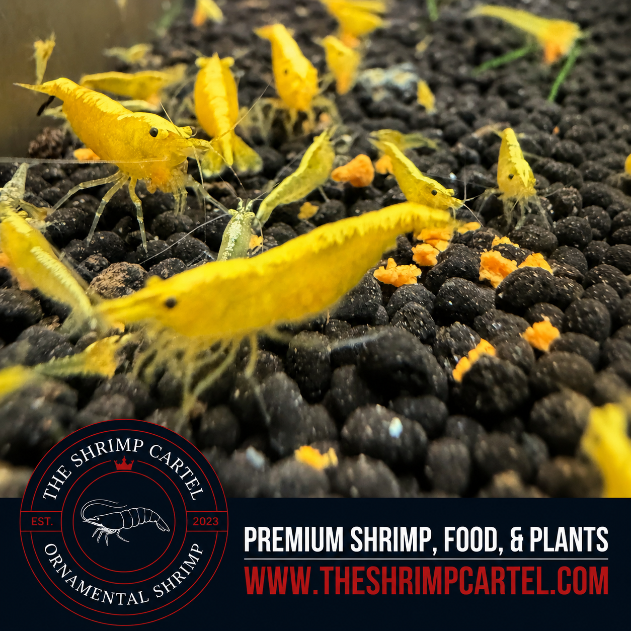 Yellow Golden Back Shrimp | Premium Grade | Homebred | USA