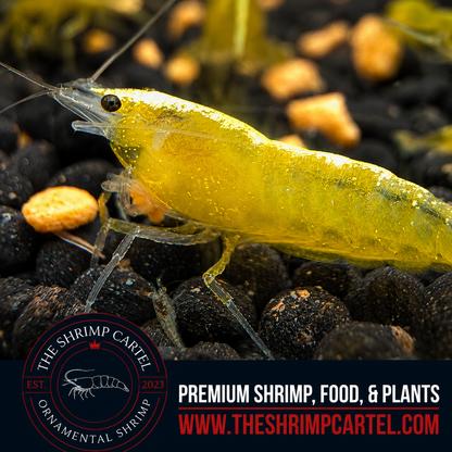 Yellow Golden Back Shrimp | Premium Grade | Homebred | USA