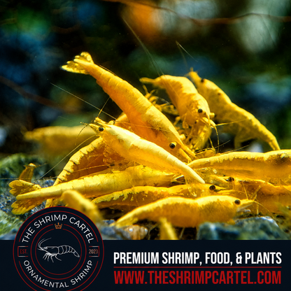 Yellow Golden Back Shrimp | Premium Grade | Homebred | USA
