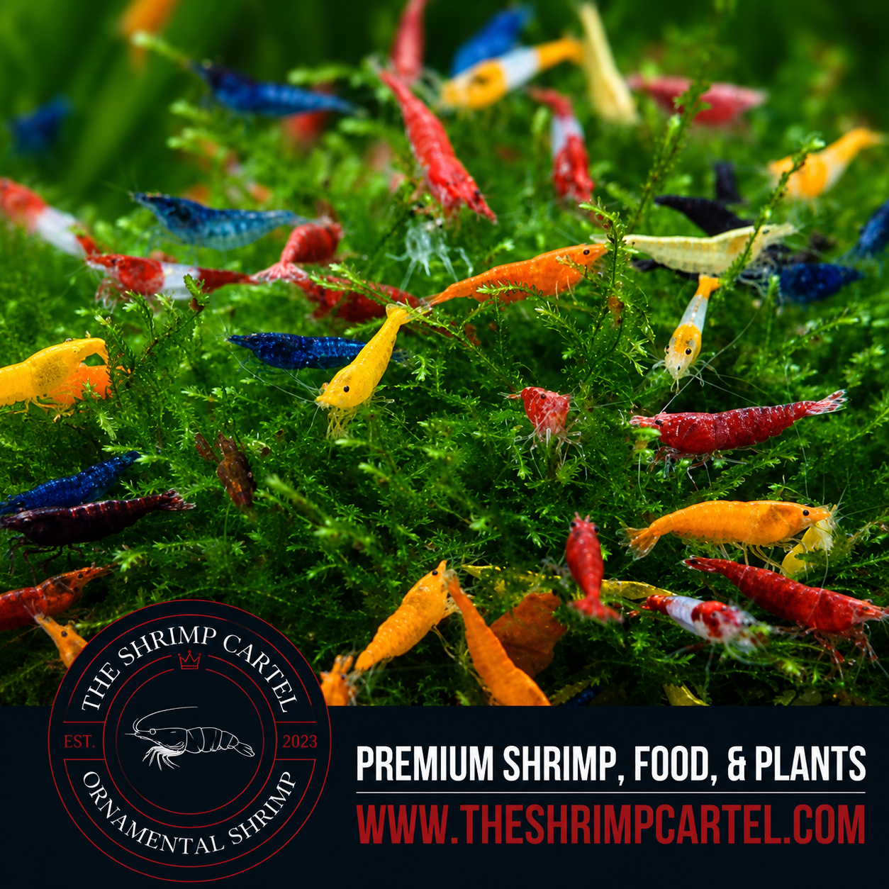 Skittles Pack Neocaridina Shrimp | Homebred | USA