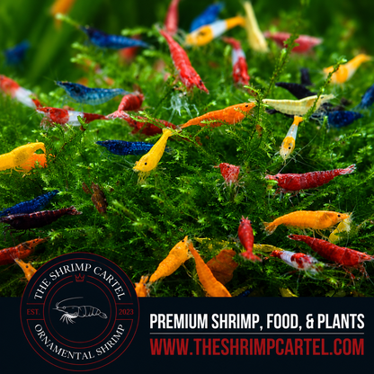 Skittles Pack Neocaridina Shrimp | Homebred | USA