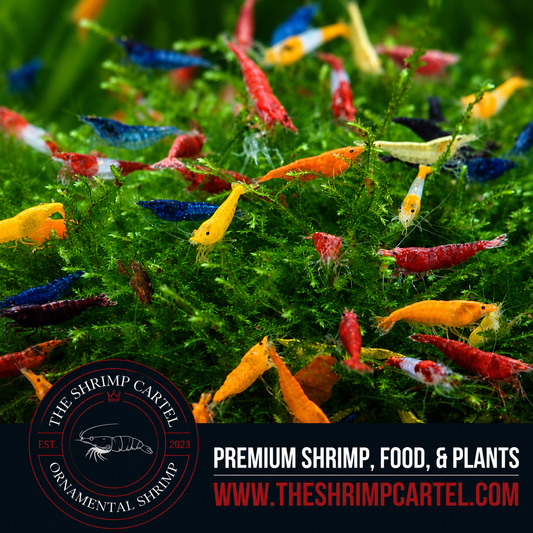 Skittles Pack Neocaridina Shrimp | Homebred | USA