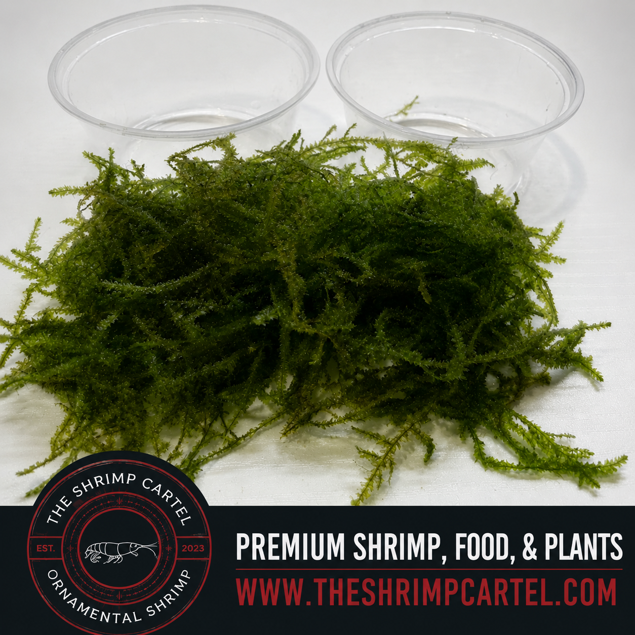 Large portion of Flame Moss. 2 cups of 3.25 oz each. Submerged