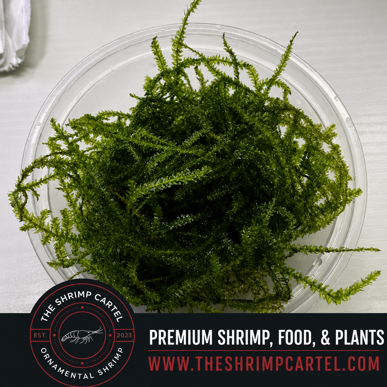 Large portion of Flame Moss. 2 cups of 3.25 oz each. Submerged