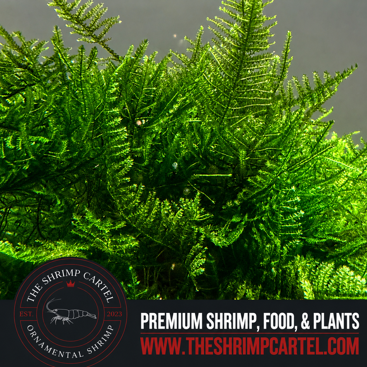 Large portion of Christmas Moss. 2 cups of 3.25 oz each. Submerged