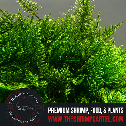 Large portion of Christmas Moss. 2 cups of 3.25 oz each. Submerged