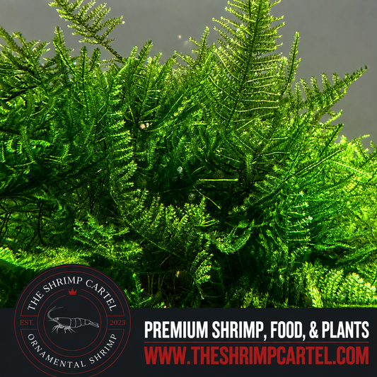 Large portion of Christmas Moss. 2 cups of 3.25 oz each. Submerged